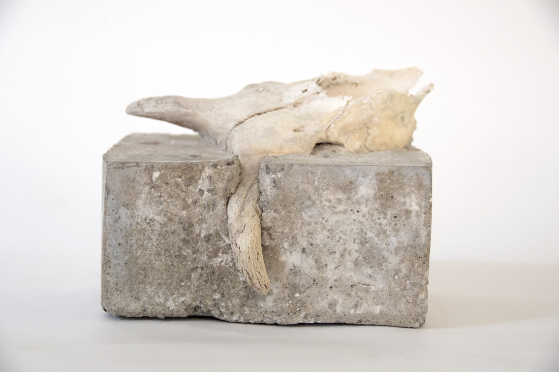 Animal skull in concrete - Sculpture by Ingrid K Brooker